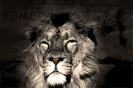 Vizekönig der Löwen